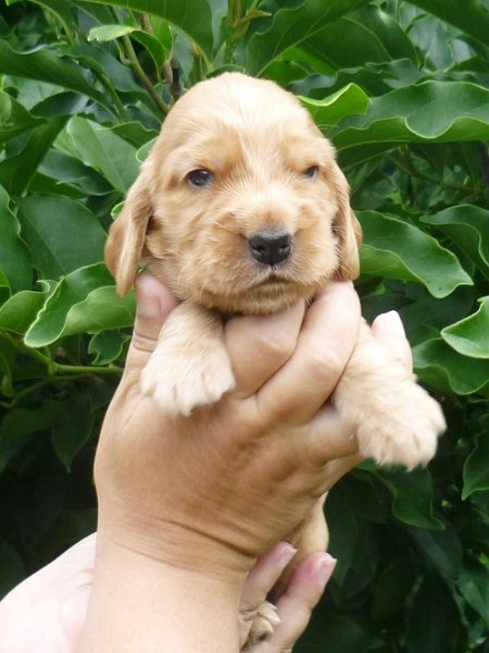 32 - 6.pejsek (sv. zelená).JPG